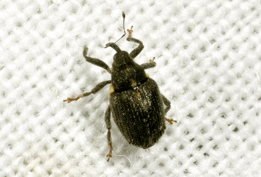 Minusculo curculionidae da id